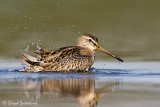 Short-billed Dowitcher