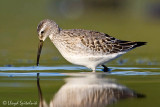Stilt Sandpiper