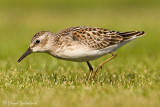 Least Sandpiper