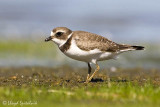 Semipalmated Plover (juvenile)