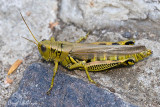 Differential Grasshopper