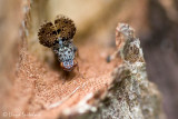 Picture-winged Fly (Peacock Fly)