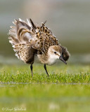 Semipalmated Sandpiper (juvenile)