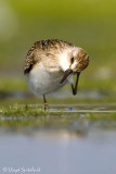 Semipalmated Sandpiper