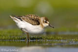 Semipalmated Sandpiper (juvenile)