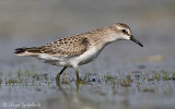Semipalmated Sandpiper (juvenile)