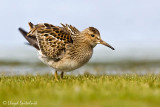 Pectoral Sandpiper (juvenile)