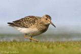 Pectoral Sandpiper (juvenile)