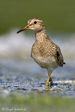 Pectoral Sandpiper