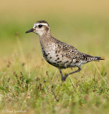 American Golden-Plover