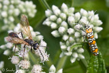 Grass-carrying Wasp  & Ailanthus Webworm  Moth