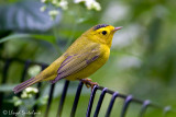 Wilsons Warbler