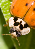 Multicolored Asian Lady Beetle