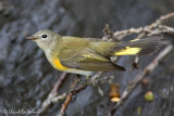 American Redstart