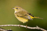 Palm Warbler