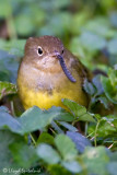 Connecticut Warbler