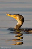 Double-crested Cormorant