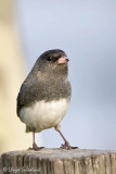 Dark-eyed Junco (male)