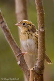 Le Contes Sparrow