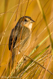 Nelsons Sparrow