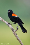 Red-winged Blackbird