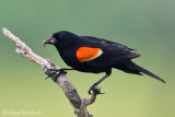 Red-winged Blackbird