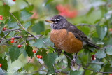 American Robin