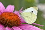 Cabbage White