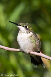 Ruby-throated Hummingbird