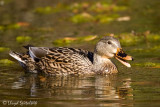 Mallard