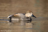Gadwall