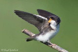 Tree Swallow (juvenile)