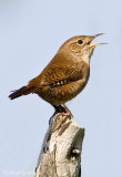 House Wren