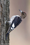 Red-headed Woodpecker (juvenile)