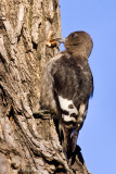 Red-headed Woodpecker (juvenile)