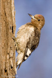 Red-headed Woodpecker (juvenile)