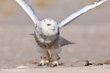 Snowy Owl