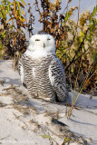 Snowy Owl