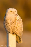 Snowy Owl