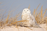 Snowy Owl