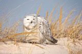 Snowy Owl