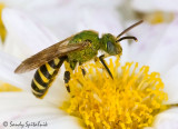 Bicolored Striped-Sweat bee (male)