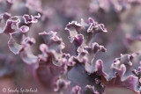 Flowering Kale