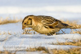 Lapland Longspur