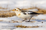 Snow Bunting