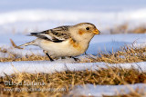 Snow Bunting