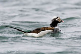 Long-tailed Duck (Oldsquaw)
