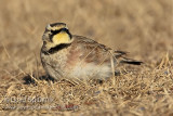 Horned Lark