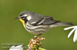 Yellow-throated Warbler