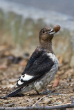 Red-headed Woodpecker (juvenile)